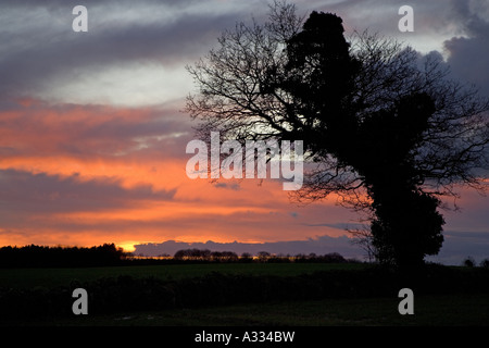 Chêne & coucher de soleil hiver Norfolk Banque D'Images