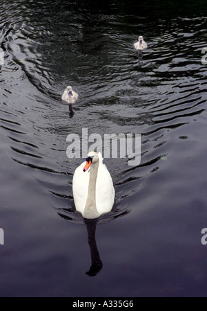 Suivi par ses deux cygnets une mère swan nage dans la rivière Cam à Cambridge en Angleterre Banque D'Images