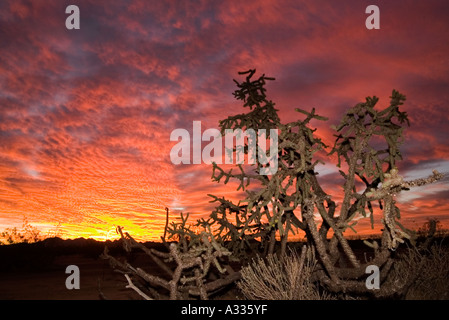 Un arbre est cholla cactus silouetted contre un coucher de soleil sur la Sierrita Mountains in Tucson Arizona USA Banque D'Images