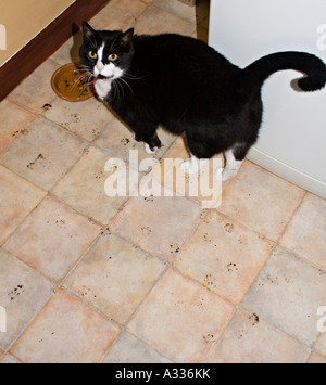 Cat laissant empreintes boueuses sur plancher de la cuisine au Pays de Galles UK Banque D'Images