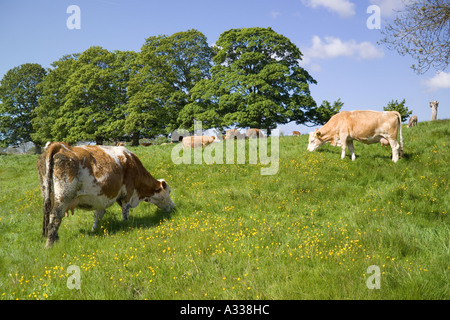 Appréciant les vaches à l'herbe de printemps de Hampnet village des Cotswolds, Gloucestershire Banque D'Images