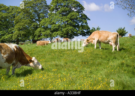 Appréciant les vaches à l'herbe de printemps de Hampnet village des Cotswolds, Gloucestershire Banque D'Images