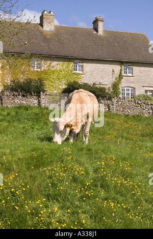 Appréciant les vaches à l'herbe de printemps de Hampnet village des Cotswolds, Gloucestershire Banque D'Images