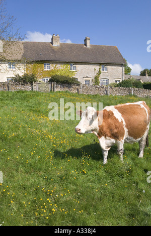 Appréciant les vaches à l'herbe de printemps de Hampnet village des Cotswolds, Gloucestershire Banque D'Images