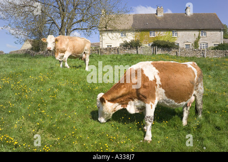 Appréciant les vaches à l'herbe de printemps de Hampnet village des Cotswolds, Gloucestershire Banque D'Images