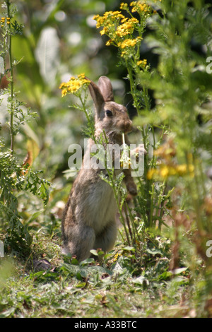 Un lapin debout sur c'est pattes de manger sur un summersday séneçon Banque D'Images