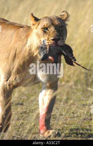 Lionne transportant bébé phacochère tuer Banque D'Images