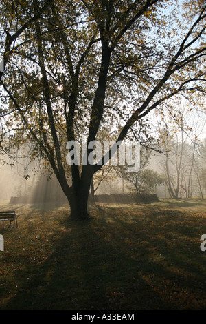 Le soleil qui rayonne par Maple Tree on early misty morning Banque D'Images