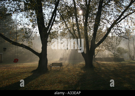 Le soleil qui rayonne par Maple Tree on early misty morning. Banque D'Images