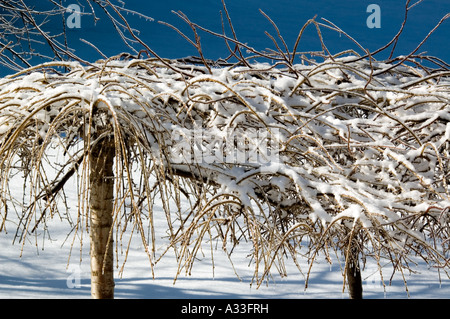 La neige s'accumule sur les cerisiers et les nains pommiers du crabe en Janvier Banque D'Images