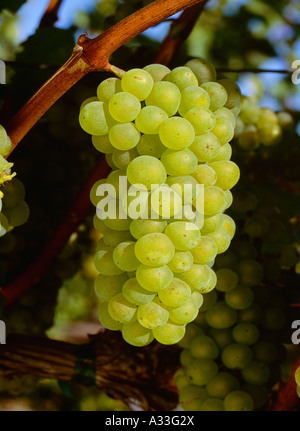 Agriculture - Mature grappe de raisins de Chardonnay sur la vigne / Comté de Sonoma, en Californie, USA. Banque D'Images