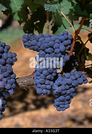 Agriculture - mature des grappes de raisins de Merlot sur la vigne / Comté de Sonoma, en Californie, USA. Banque D'Images