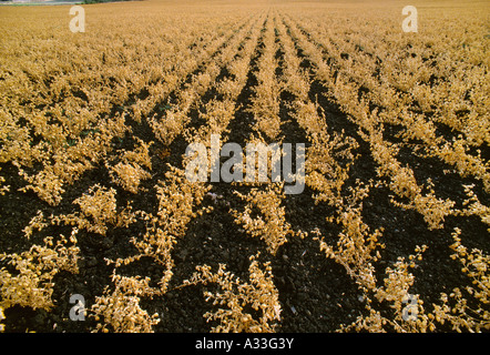 Agriculture - Haricots Pois chiches Pois chiches (champ) avec des haricots sec et prêt pour la récolte / Los Osos, Californie, USA. Banque D'Images