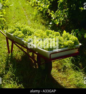 Agriculture - Récolte des grappes de raisins sans pépins Thompson dans un champ panier / comté de Fresno, Californie, USA. Banque D'Images