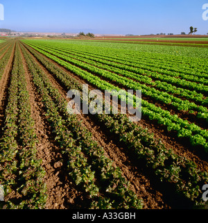 Agriculture - milieu organique croissance frisée verte et rouge en bandes alternées / Moss Landing, California, USA. Banque D'Images