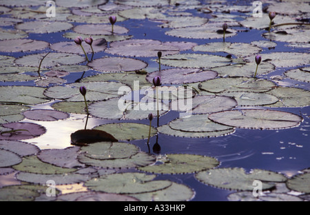Water Lilies Nymphaea sp à Yellow Water Billabong dans le Kakadu National Park Australie Territoire du Nord Banque D'Images