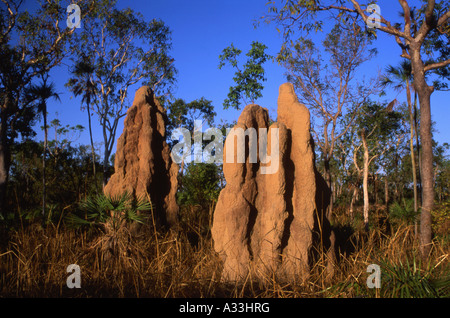 Termites Nasutitermes triodiae cathédrale Mounds dans Litchfield National Park Australie Territoire du Nord Banque D'Images