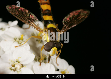 Macro extrême d'un hover fly se nourrissant de pollen et de nectar d'une fleur Banque D'Images