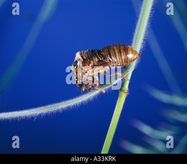 Cigale PÉRIODIQUE OU LOCUST OU 17 ANS OU CICADA Criquet pèlerin (PRISTIMANTIS SEPTENDECIM dernier stade larvaire de mue) POUR ADULTES Banque D'Images