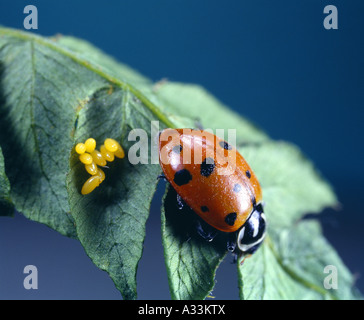 Coccinelle convergente ; LADY BUG ponderosa Dendroctone ; LADY BIRD (Hippodamia convergens) FEMELLE SUR LA PONTE / 4X Banque D'Images