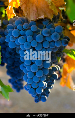 Syrah rouge raisins mûrissent sur la vigne dans la Vallée de Sacramento en Californie du nord. Banque D'Images