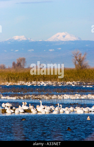 Des neiges et les canards dans le Sacramento National Wildlife Refuge, avec le Mont Lassen en arrière-plan. Le nord de la Californie. Banque D'Images