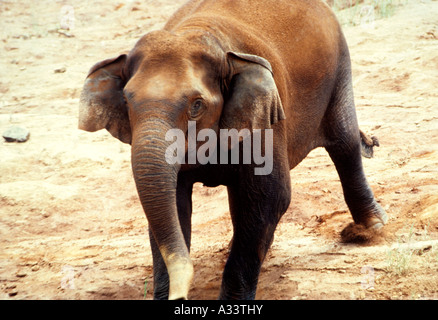 Un éléphant À NEYYAR WILDLIFE SANCTUARY TRIVANDRUM KERALA Banque D'Images