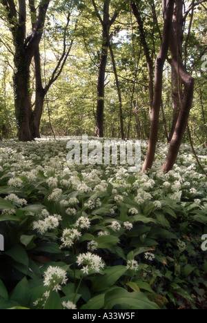 L'ail sauvage île de Wight Banque D'Images
