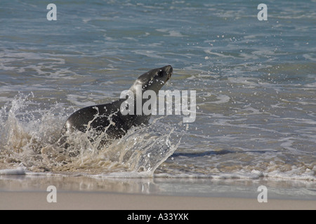 Lion de mer australien, Neophoca cinerea, juvénile on beach Banque D'Images