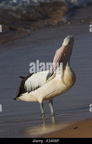 Pelican pelecanus conspicillatus australienne, la déglutition, un poisson Banque D'Images