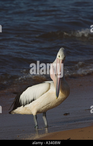 Pelican pelecanus conspicillatus australienne, la déglutition, un poisson Banque D'Images