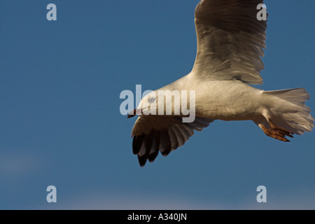 Goéland argenté, Larus novaehollandiae en vol Banque D'Images