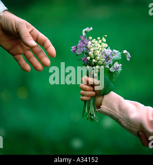 Un jeune enfant main tenant un bouquet de fleurs sauvages pour un adulte Banque D'Images