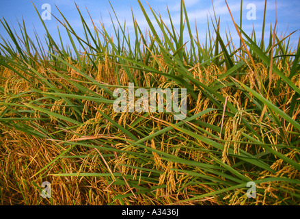 Agriculture - Weda de récolte de riz à maturité prêt avec le riz à la tête d'un riche or brown / le Mississipi, USA. Banque D'Images