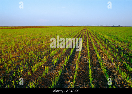 Agriculture - Domaine de croissance initiale jusqu'à la aucun riz pré inondation (irrigation) étape dans early morning light / New York, USA. Banque D'Images