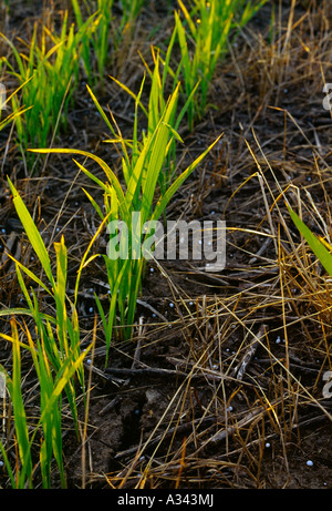 Agriculture - Gros plan du début de la croissance du riz sans travail les plantes croissant dans la lutte contre les mauvaises herbes et soja à la chaume d'inondation / AR, USA. Banque D'Images