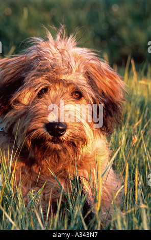 Chien de Berger des Pyrénées, Espagne Banque D'Images