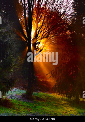 Grâce à Sun Streaming les branches d'un arbre à Wakehurst Place la fin de l'après-midi à l'automne Banque D'Images
