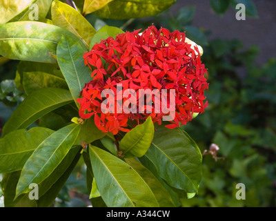 Ixora coccinea également connu sous le nom de flamme de la forêt, Jungle, flamme ou Jungle Géranium Banque D'Images