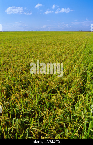 Agriculture - Domaine de la croissance des plantes de riz mi avec les têtes formées / New York, USA. Banque D'Images