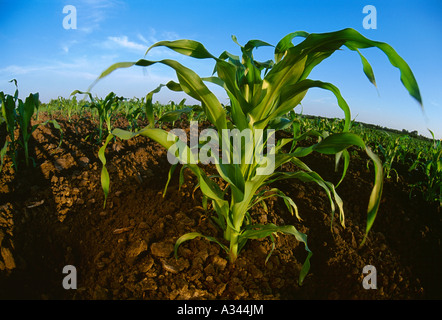 Agriculture - tige de croissance mi stade pré tassel dans un champ de maïs sucré / Manitoba, Canada. Banque D'Images