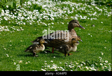 Le Canard colvert (Anas platyrhynchos) ; les canetons, avec la mère, Édimbourg, Écosse Banque D'Images