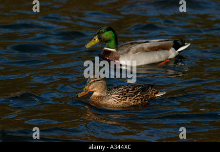 Homme et femme Canard colvert (Anas platyrhynchos), Écosse, Royaume-Uni, Europe Banque D'Images