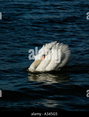 Mute Swan (Cygnus olor) Banque D'Images