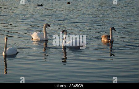 Le Cygne tuberculé (Cygnus olor) Banque D'Images