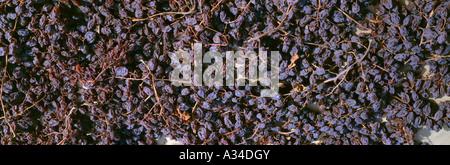 Close up de raisin récolté disposés sur des tapis de séchage et asséché en raisins secs / comté de Fresno, Californie, USA. Banque D'Images