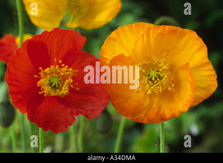 Papaver nudicaule Gartenzwerg série. syn. Groupe Gnome de jardin. Pavot d'Islande. Banque D'Images