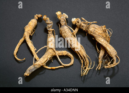 - L'agriculture, la racine de Ginseng séché (Panax quinquefolius). Banque D'Images