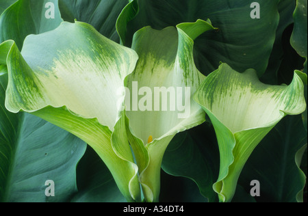 Zantedeschia aethiopica 'Green Goddess'. d'arum Banque D'Images