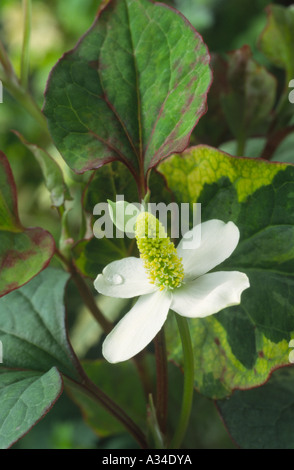 Houttuynia cordata 'Chameleon'. Banque D'Images